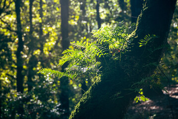 Beautiful details of the Ain Drahem forest in Tunisia