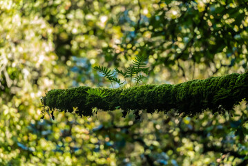 Beautiful details of the Ain Drahem forest in Tunisia