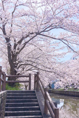 土浦市の新川沿いに咲く満開の桜並木