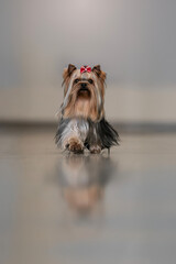 Yorkshire Terrier, A description of the ideal dog of each recognized breed, to serve as an ideal against which dogs are judged at shows