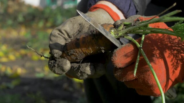 The farmer shows off freshly harvested carrots. The bright orange vegetables are cleaned of dirt, and the green tops are removed. Autumn harvest season