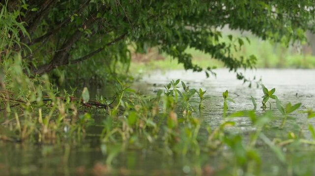 Flooded Valley with Young Plants and Willow Trees