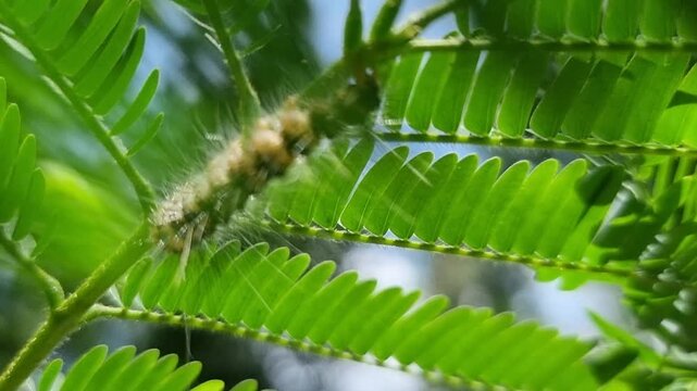 Leaf Caterpillar Crawling on Green Foliage