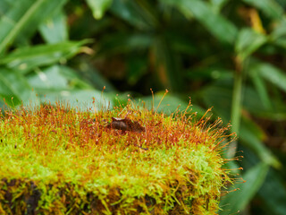 秋の観光名所上高地の森のコケの風景