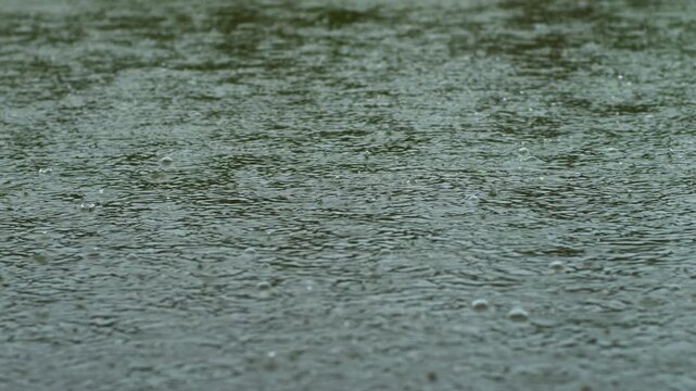 Heavy Rain on Wet Asphalt During Thunderstorm