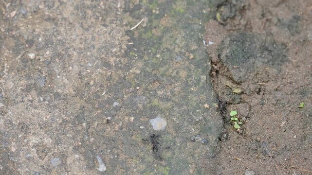Many small black ants are carrying a big dead black ant. A column of tiny black ants diligently carries a much larger, dead black ant across the surface, a coordinated effort in motion.
