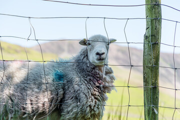 Curious Herdwick sheep behind a wire fence in lush green pasture in Cumbria, Lake District during daylight