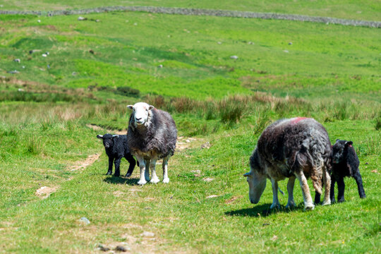Herdwick sheep and Herdwick lambs grazing in green pasture in Cumbria, Lake District on sunny countryside field