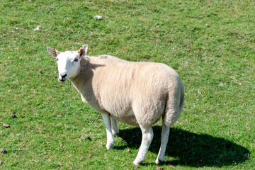 Obraz premium Friendly white sheep standing in green pasture on a sunny day outdoors