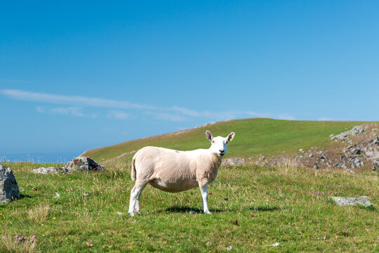 Cheviot Sheep grazing on sandy dunes by the sea under a cloudy sky, coastal pasture