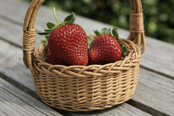 A close-up shot of two ripe, red strawberries resting in a small woven wicker basket on a weathered wooden surface, set against a blurred green garden background.