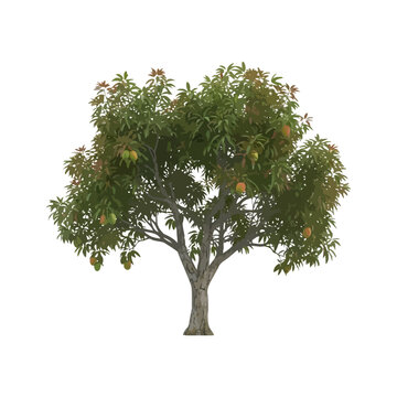 Realistic 3d model of a mature mango tree with ripe fruit