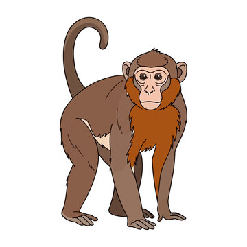 Illustration of a stumptail macaque monkey standing on