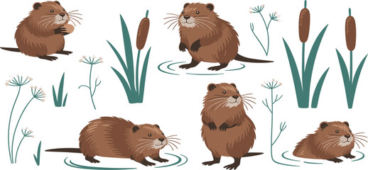 Set of four cute cartoon muskrats in various poses with cattails and aquatic plants, wetland wildlife animal vector illustration collection © MdMajnur