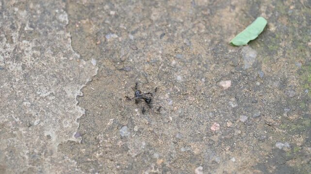 Many small black ants are carrying a big dead black ant. A column of tiny black ants diligently carries a much larger, dead black ant across the surface, a coordinated effort in motion.
