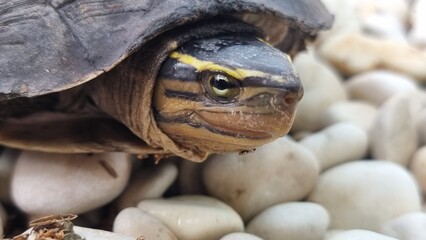 Close-up of a Freshwater Turtle Resting on White Pebbles