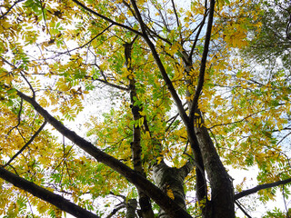 秋の観光名所上高地の森の黄葉の風景