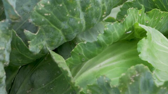 Green cabbage leaves wrap tightly around inner layers, safeguarding growth. Vegetable growth in open fields. Sturdy cabbage leaves growing. Agriculture and vegetable production concept