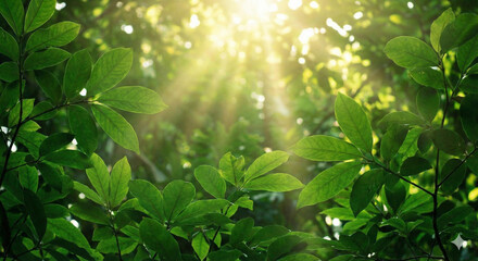 green leaves in sunlight