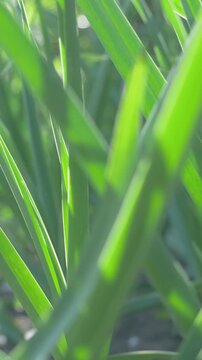 Spring garlic plants emerge from fertile soil. Tender green shoots signal early growth. Rural farm setting with carefully cultivated crops. Warm sunlight enhances vibrant colors of young leaves