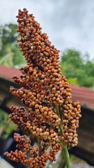 &ldquo;Close-up of Sorghum Grain Head in the Field&rdquo;