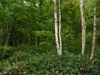 Obraz premium 秋の観光名所上高地の白樺林の風景