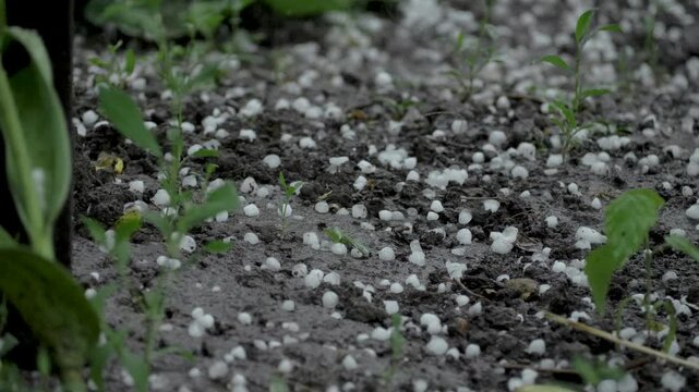 The garden is bombarded by hail and rain, with the vegetable plants taking the brunt of the assault, resulting in significant harm to their delicate foliage