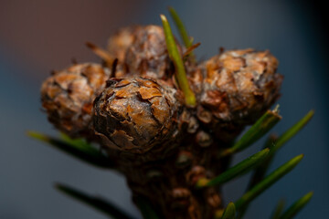 Close up macro shot of pine cones