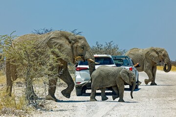 Elefanten bei Okaukuejo