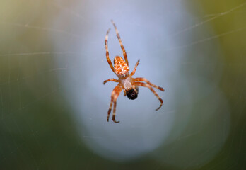 European garden spider, cross orbweaver or diadem spider, Araneus diadematus, spinning a web around its prey