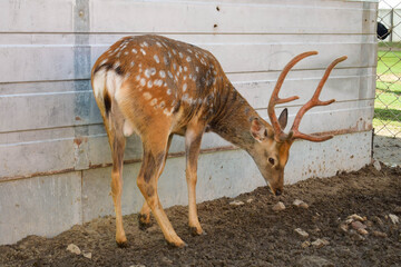 spotted deer with branched antlers in enclosure