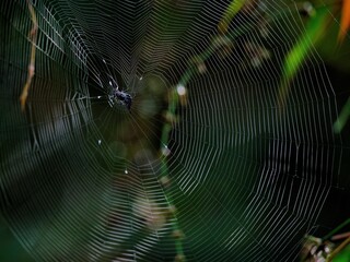 An intricate spider web with a dark spider at the center, set against a blurred dark green background in Kaeng Krachan NP. Forest, Thailand