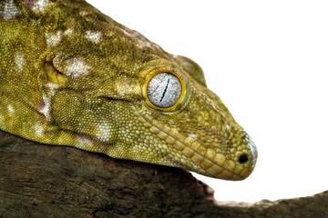 Closeup head of Leachie Gecko (Rhacodactylus leachianus). The species native to New Caledonia.