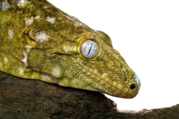 Closeup head of Leachie Gecko (Rhacodactylus leachianus). The species native to New Caledonia.