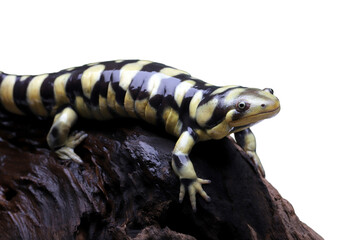 The Tiger Salamander (Ambystoma tigrinum) is one of the largest salamanders in North America.