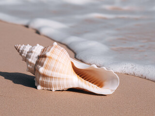 Conch shell on sandy beach with ocean wave, seashell
