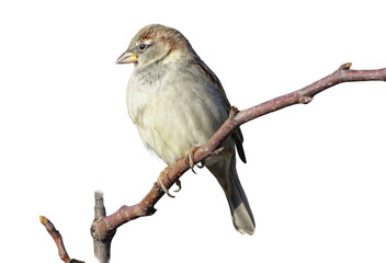 Sparrow on a branch isolated on white