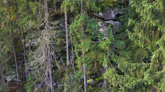 biodiversity monitoring and restoration strategies depend on assessing conifer growth and health