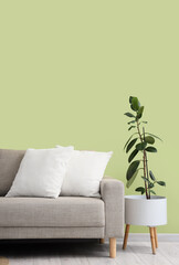 Interior of stylish living room with cozy grey sofa and houseplant near green wall