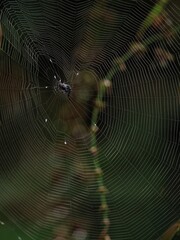 An intricate spider web with a dark spider at the center, set against a blurred dark green background in Kaeng Krachan NP. Forest, Thailand