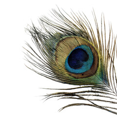 Obraz premium Close up macro view of a vibrant peacock feather eye detail isolated on transparent background