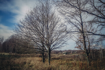 Oak grove on a cloudy day