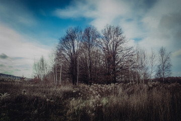 Obraz premium Oak grove on a cloudy day