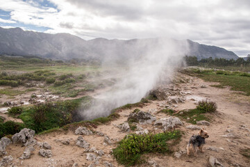 Yorkshire terrier dog standing near steaming geothermal geyser