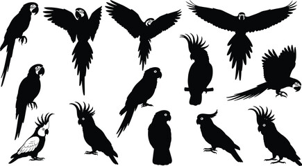 Parrot and cockatoo silhouette vector illustration collection featuring flying and perched tropical birds for wildlife design, decorative artwork, branding and nature projects