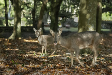 암컷 노루와 아기 노루