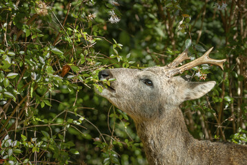 자연을 먹는 수컷 노루