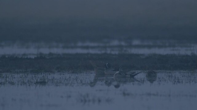 Northern pintail in dense morning fog during spring migration in flooded wetlands