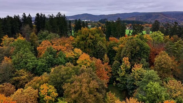 mixed forest in autumn transition, ecologist survey perspective, intermingled deciduous and evergreen stands,