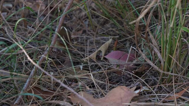 A White-browed Scrubwren (Sericornis frontalis) forages on the ground, capturing a prey in its beak, amidst dry leaf litter and twigs in its natural Australian habitat, close up shot.